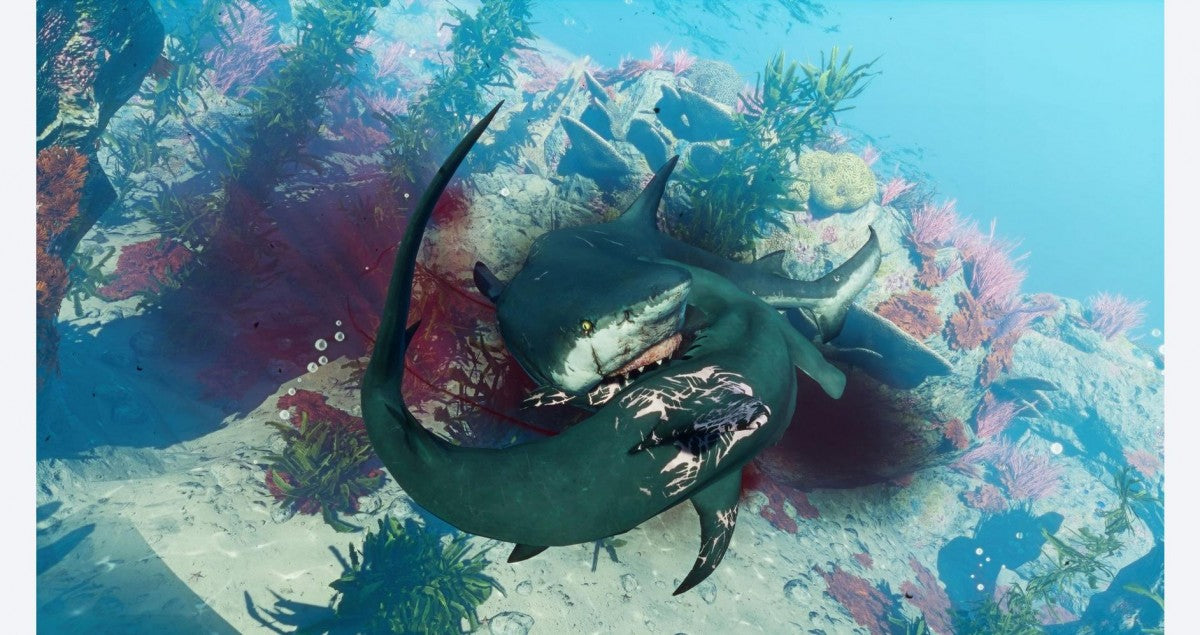 Maneater gameplay for Xbox One XONE shark video game